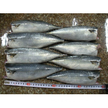 New Products - HGT Mackerels (SF-120811)